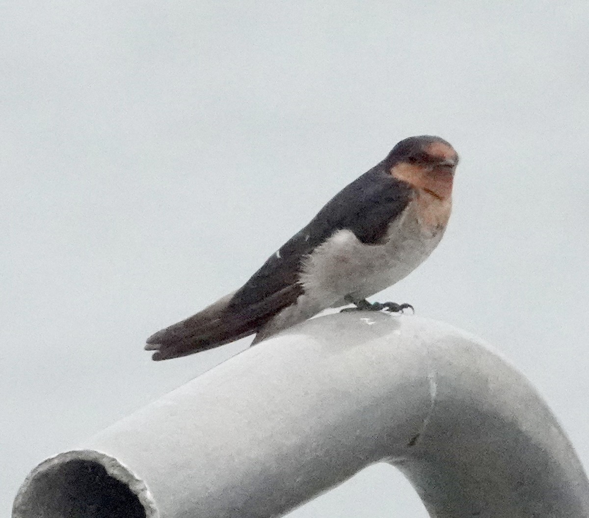 Golondrina Australiana - ML613336800