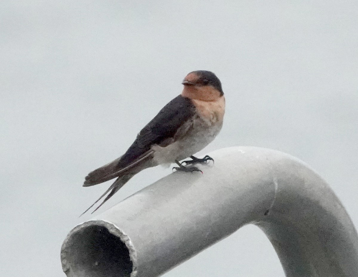 Golondrina Australiana - ML613336801