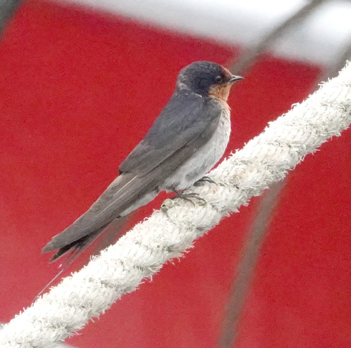 Golondrina Australiana - ML613336802