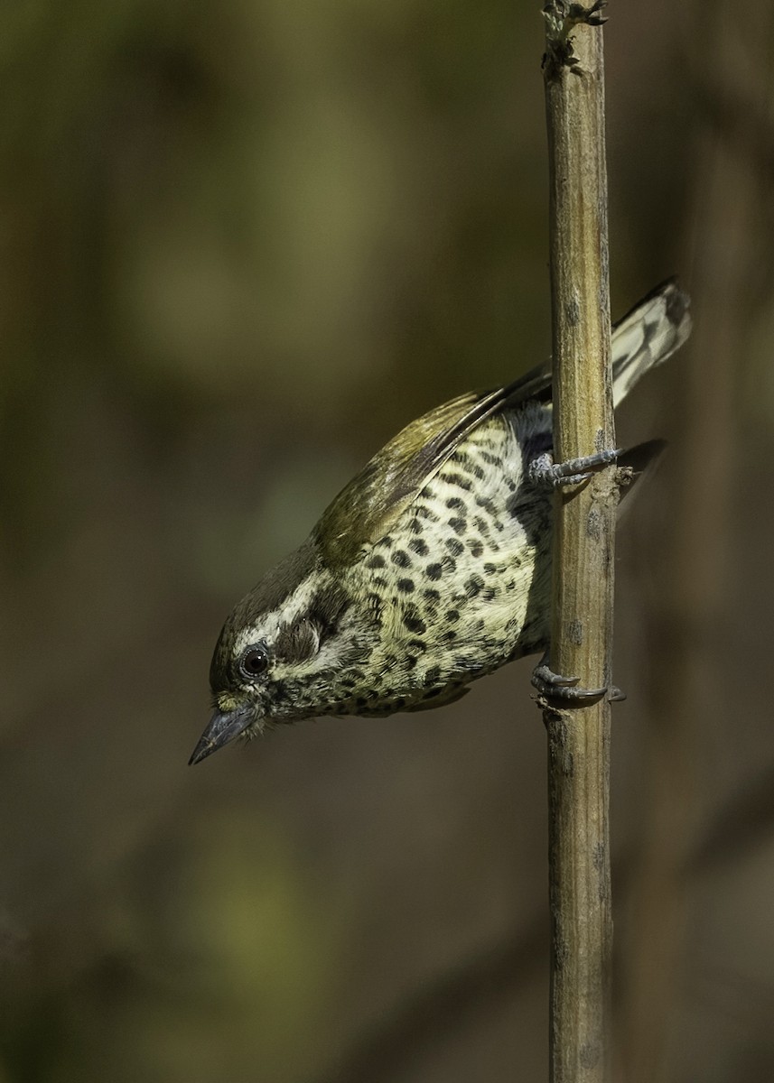Speckled Piculet - ML613336832