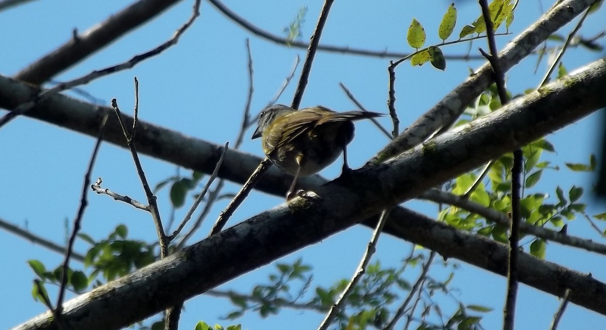 Black-striped Sparrow - ML613336863