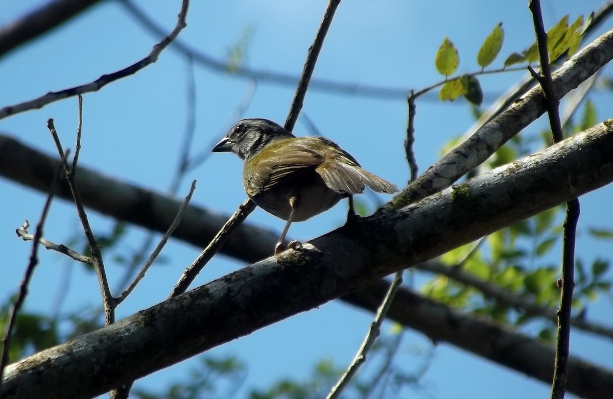 Black-striped Sparrow - ML613336864