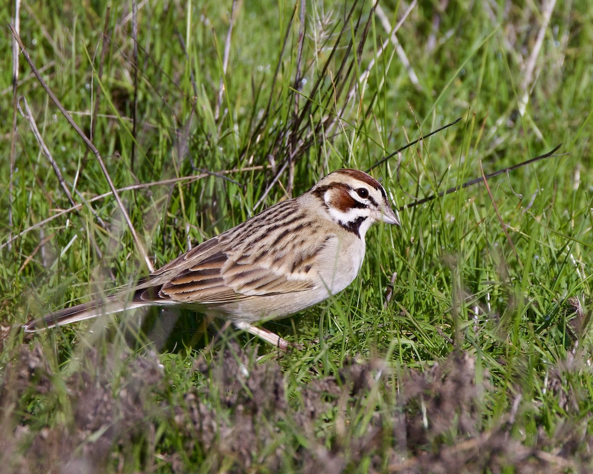 Lark Sparrow - ML613336964