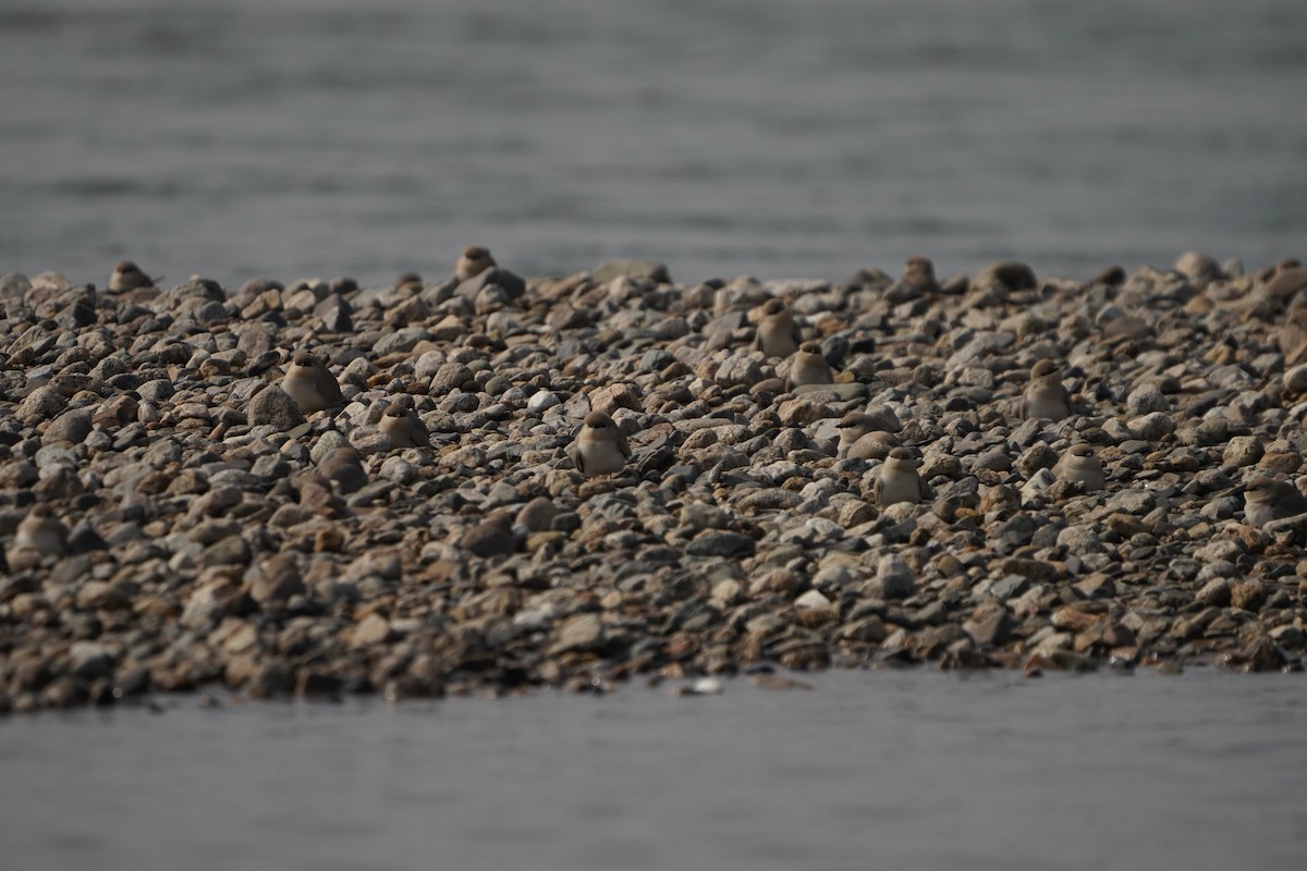 Small Pratincole - ML613337000