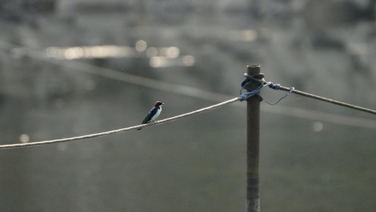 Wire-tailed Swallow - Jiahua Xing