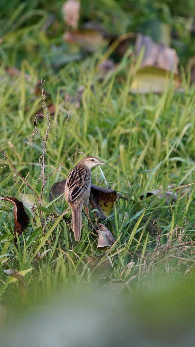 Striated Grassbird - Jiahua Xing