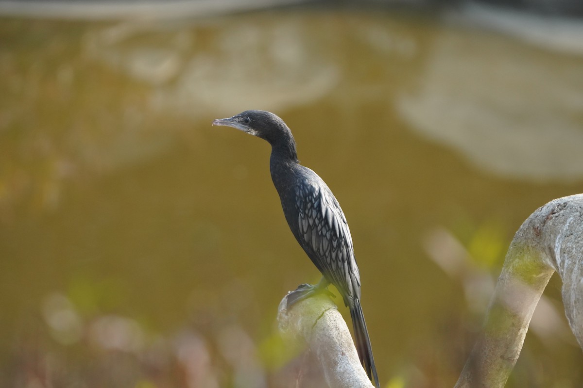 Cormoran de Vieillot - ML613337052