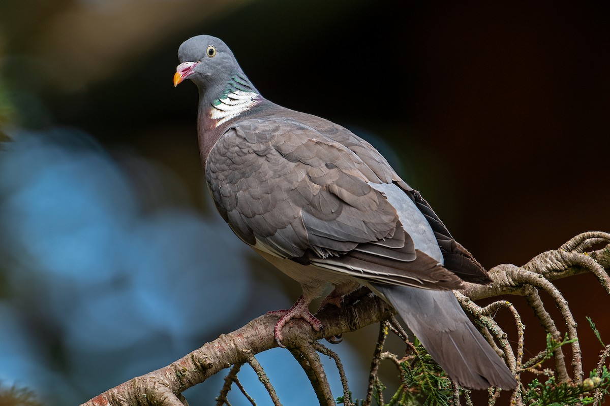 Common Wood-Pigeon - ML613337054