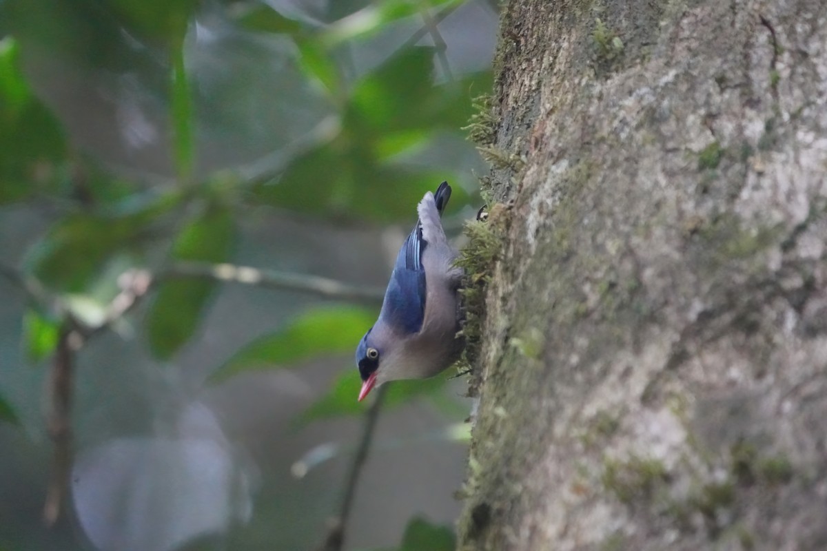 Velvet-fronted Nuthatch - ML613337089