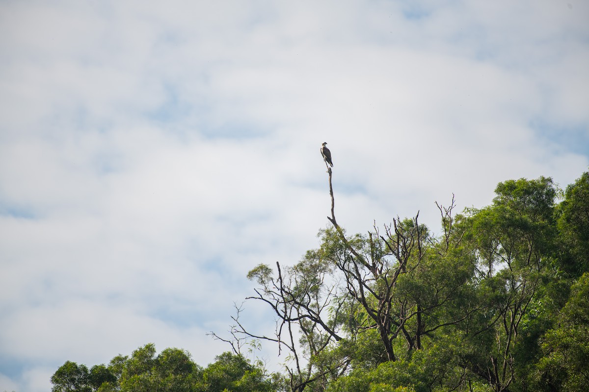 Osprey - ML613337090