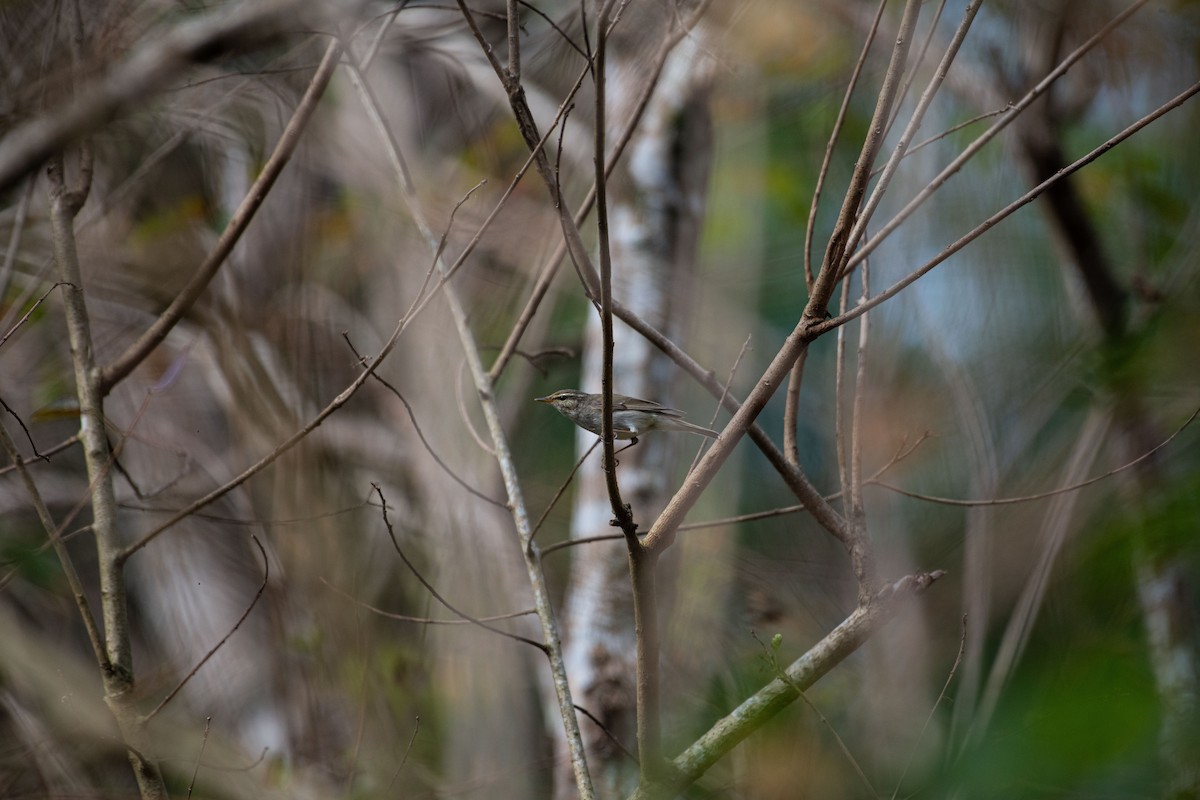 Arctic Warbler - ML613337106