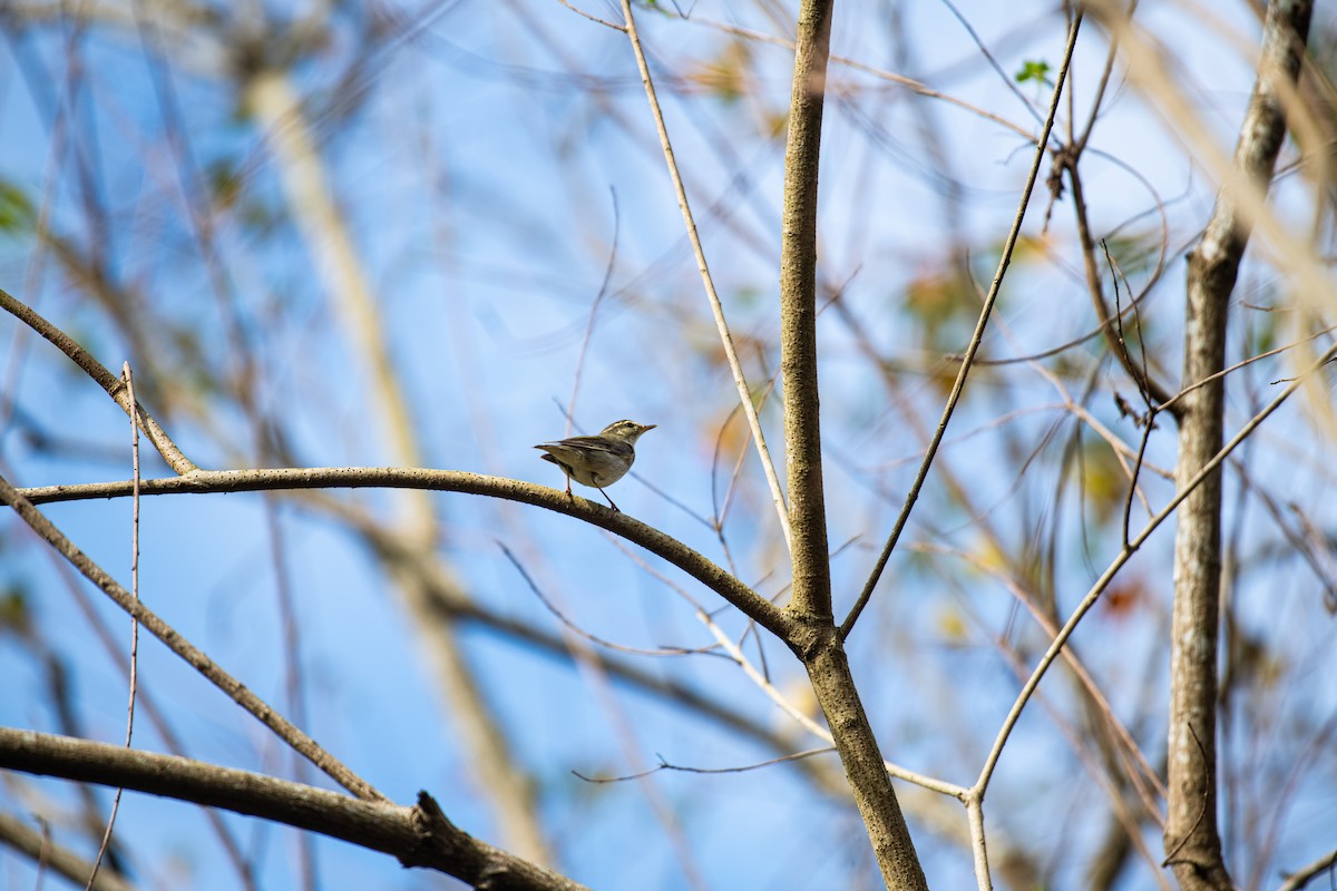 Arctic Warbler - ML613337114