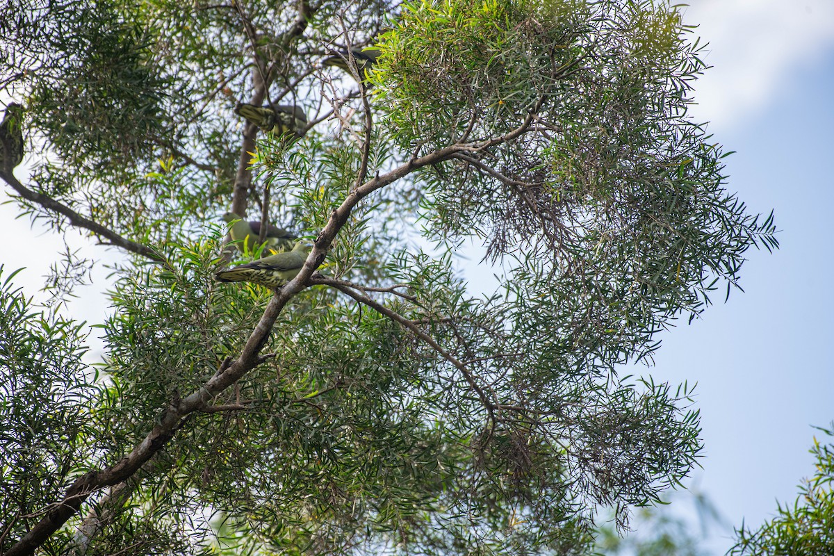 Whistling Green-Pigeon - ML613337135