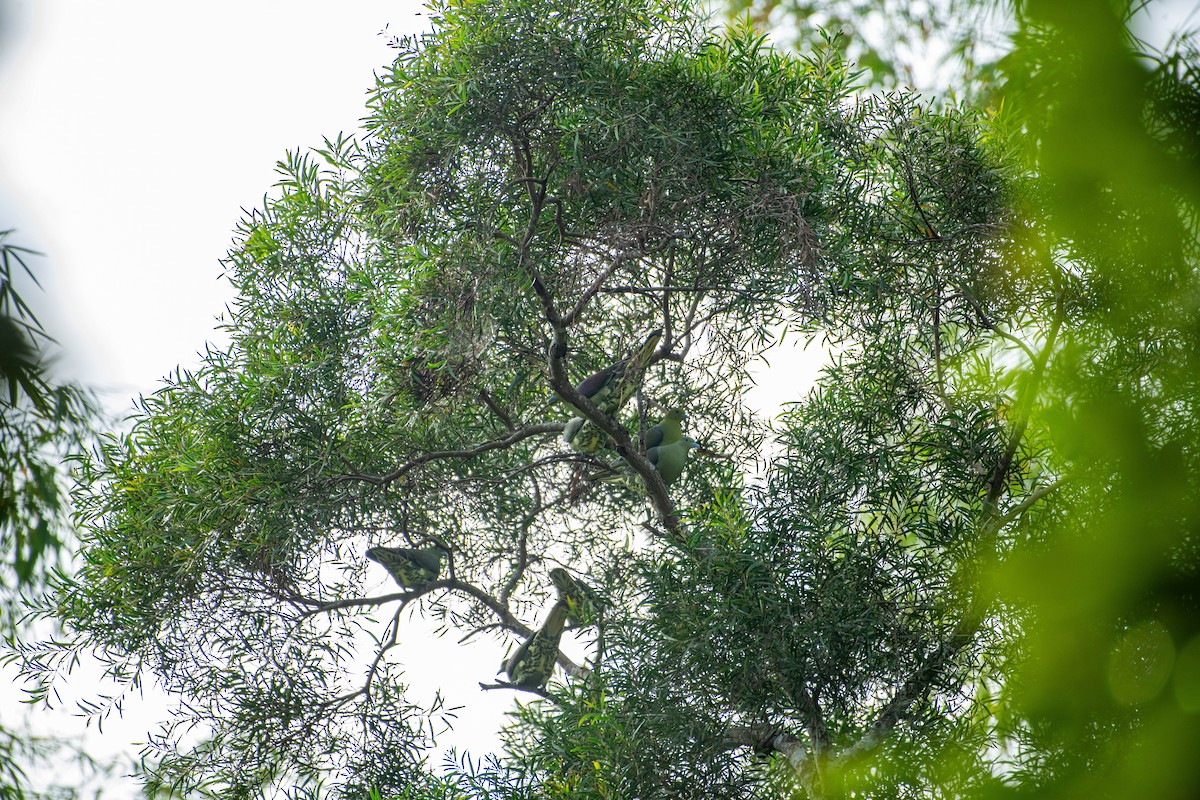 Whistling Green-Pigeon - ML613337136