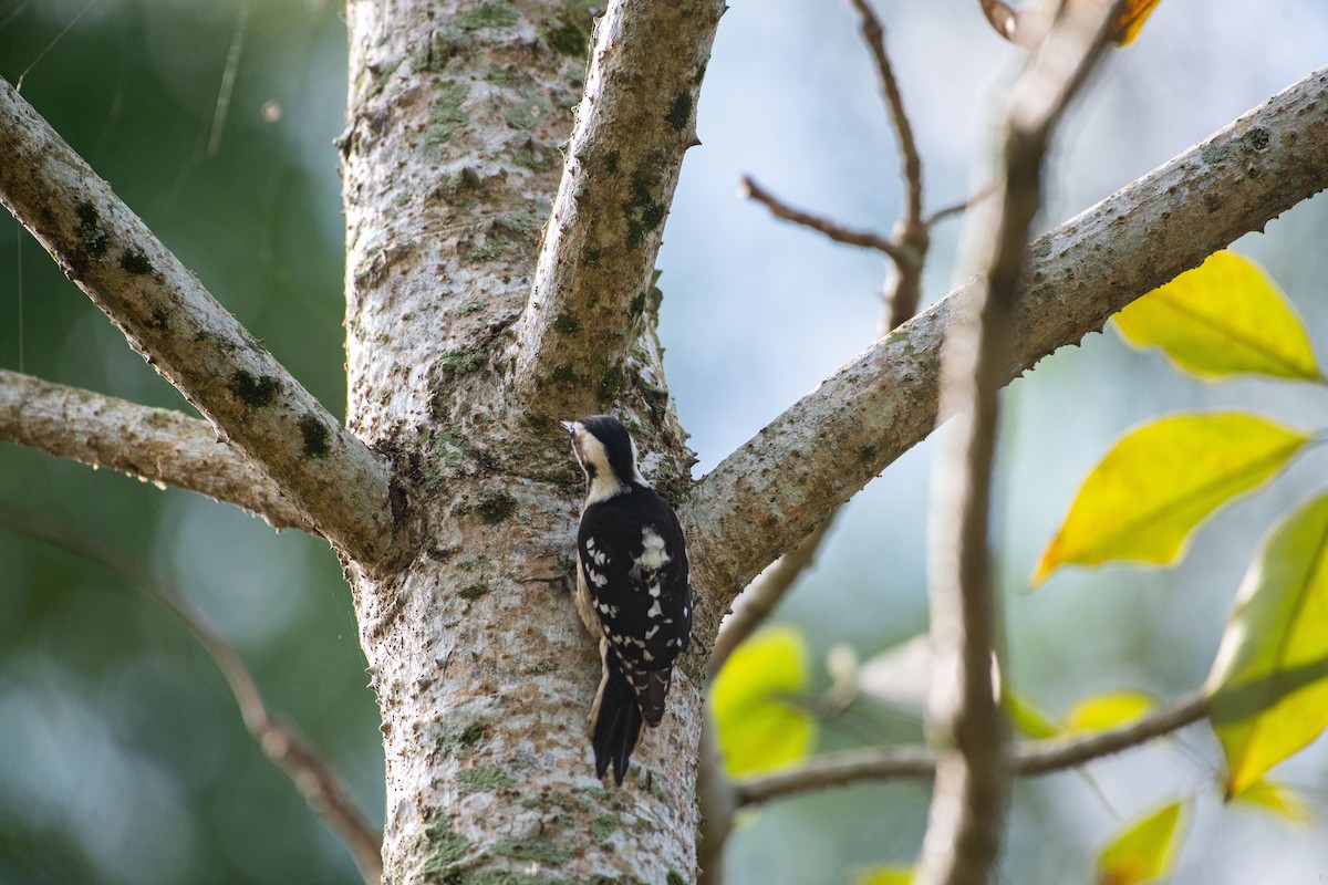 Gray-capped Pygmy Woodpecker - ML613337188