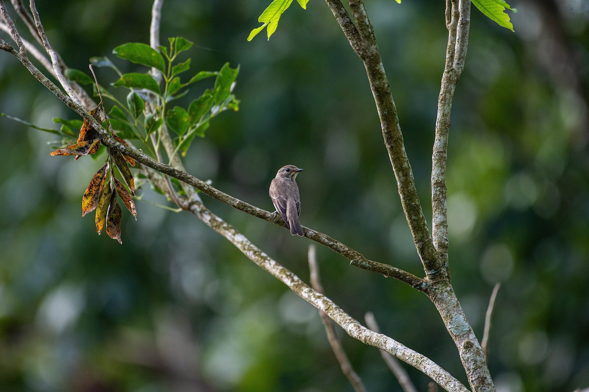 Gray-streaked Flycatcher - ML613337191