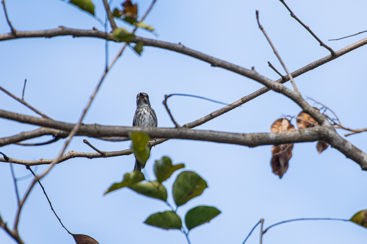 Gray-streaked Flycatcher - ML613337192