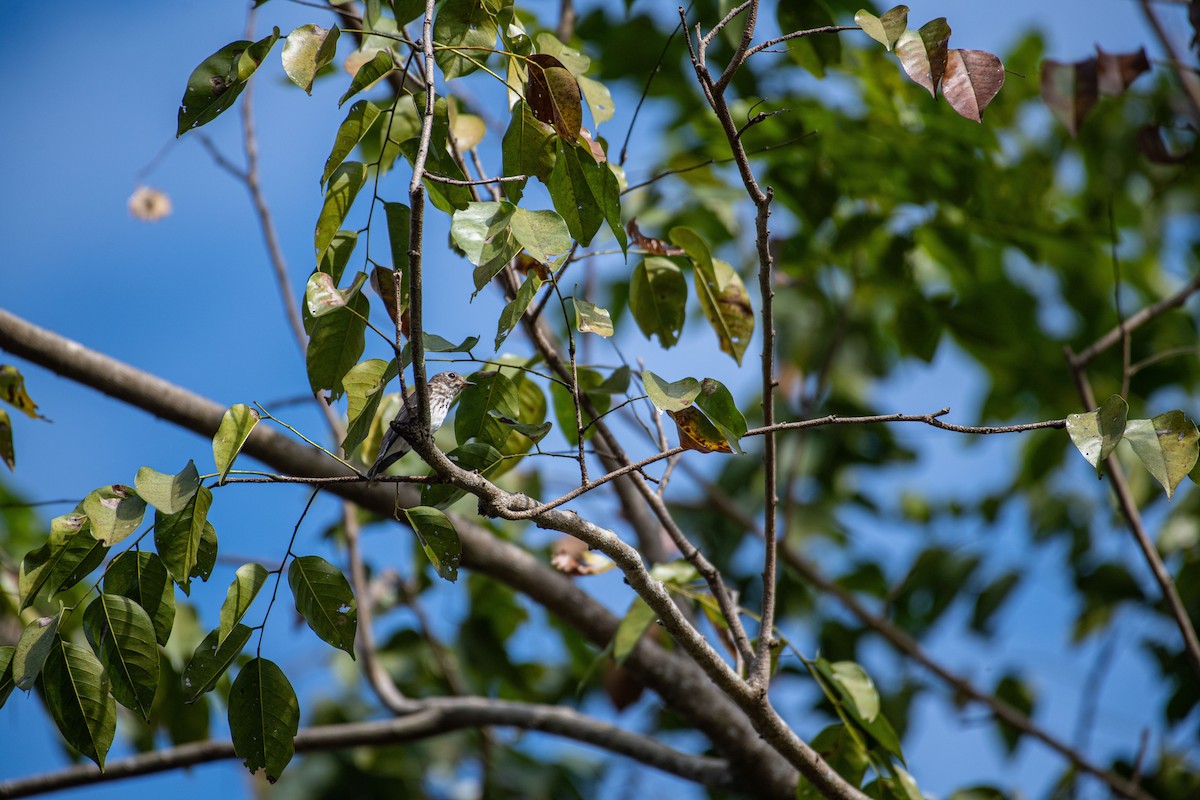 Gray-streaked Flycatcher - ML613337193