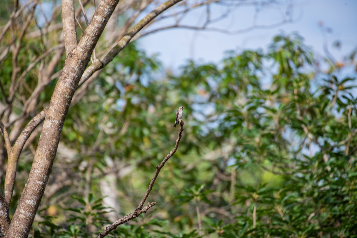 Gray-streaked Flycatcher - ML613337194