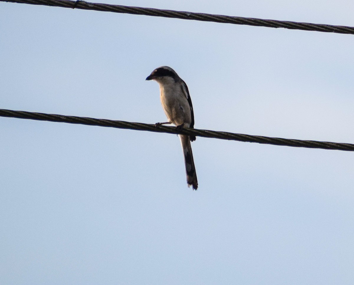 Bay-backed Shrike - ML613337258