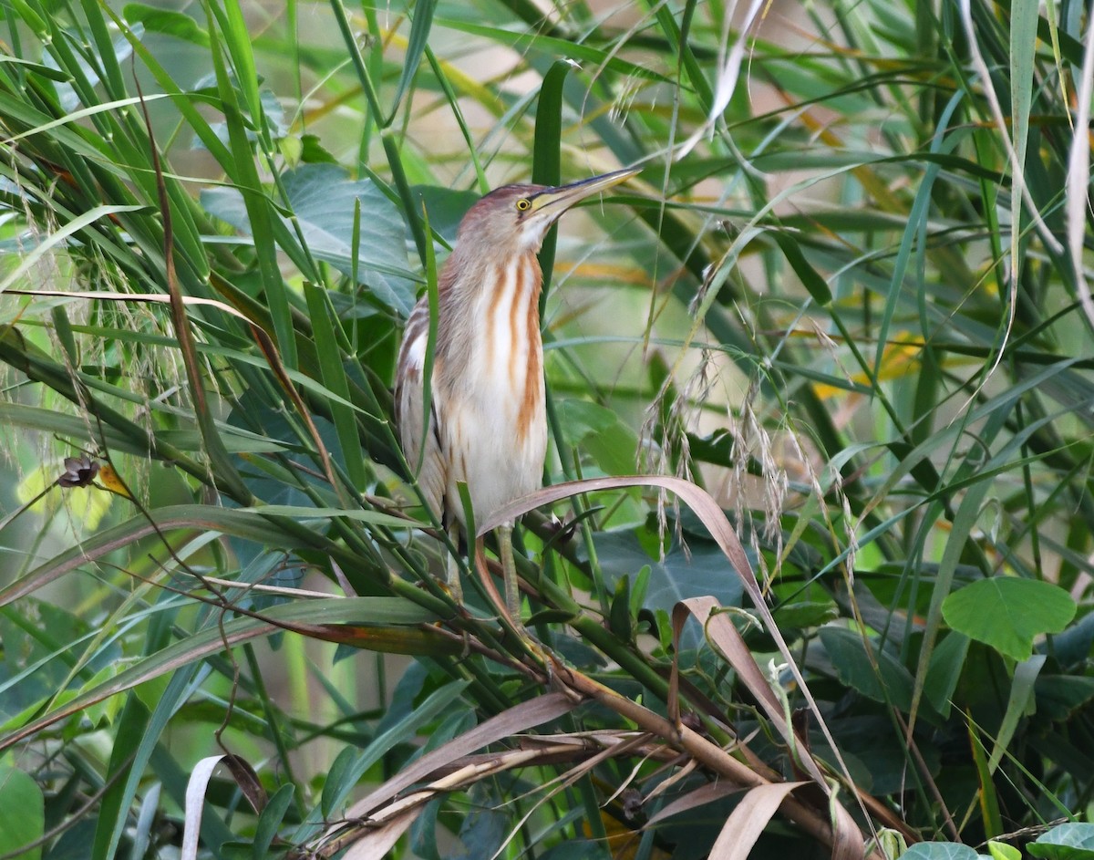 Yellow Bittern - ML613337259