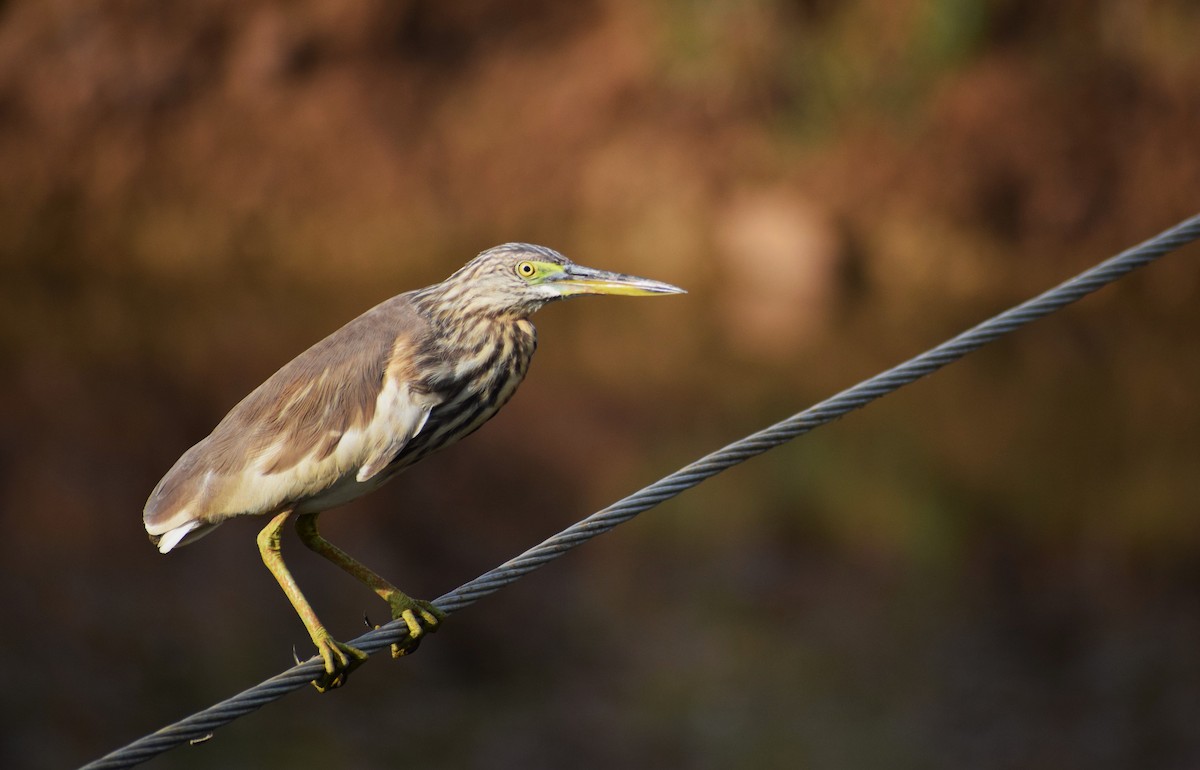 Indian Pond-Heron - niranjana anju