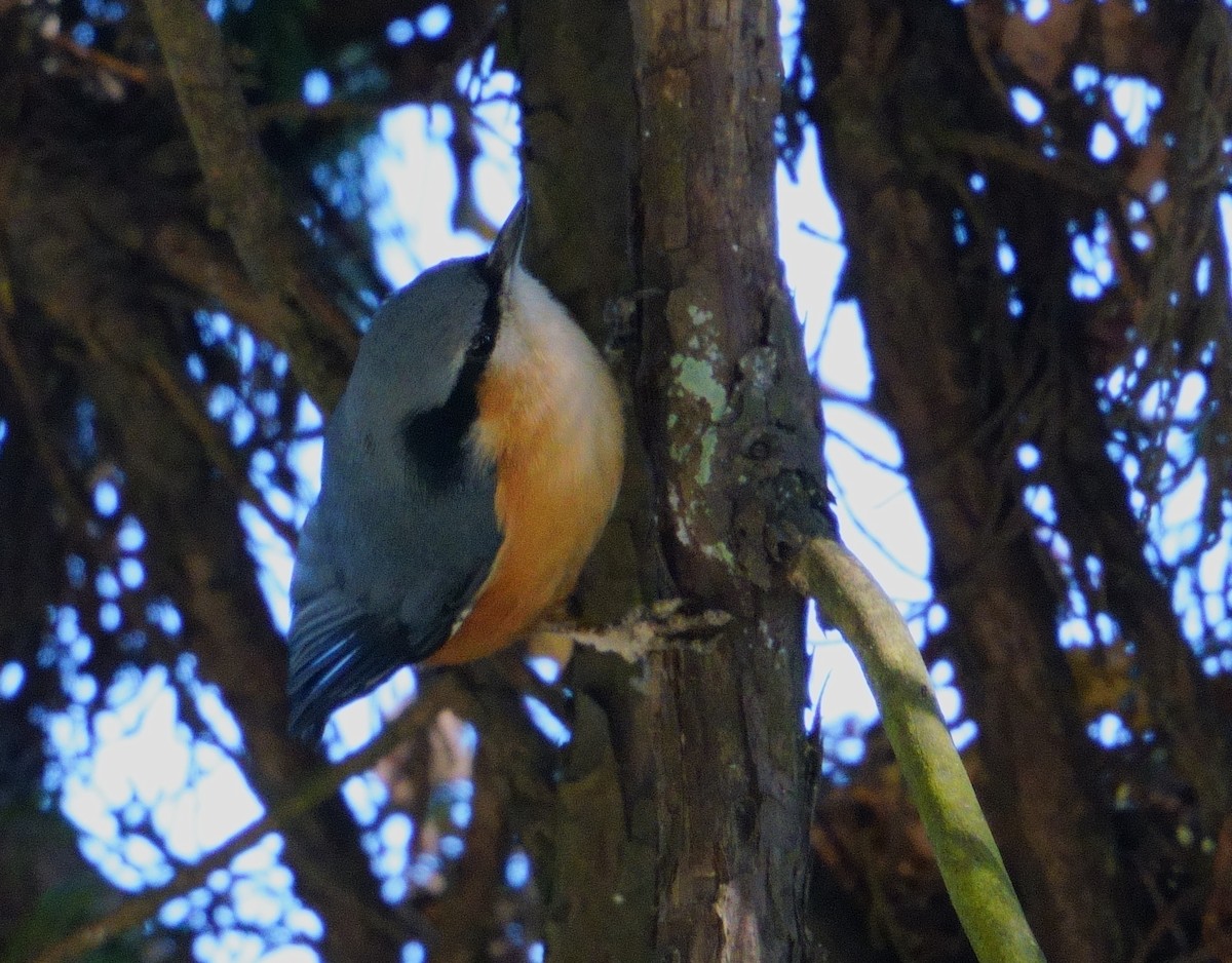 White-tailed Nuthatch - ML613337358