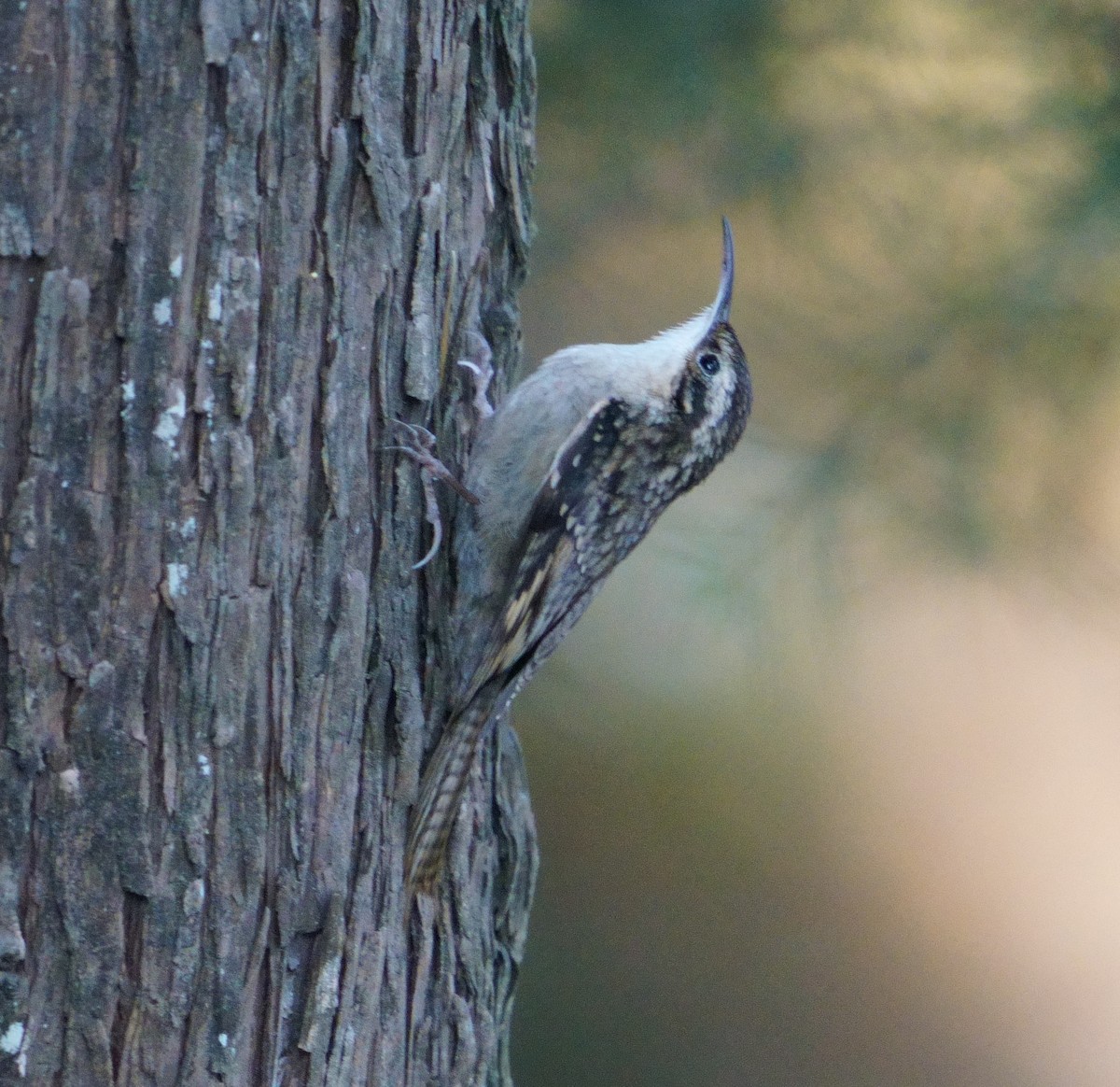 Bar-tailed Treecreeper - ML613337366