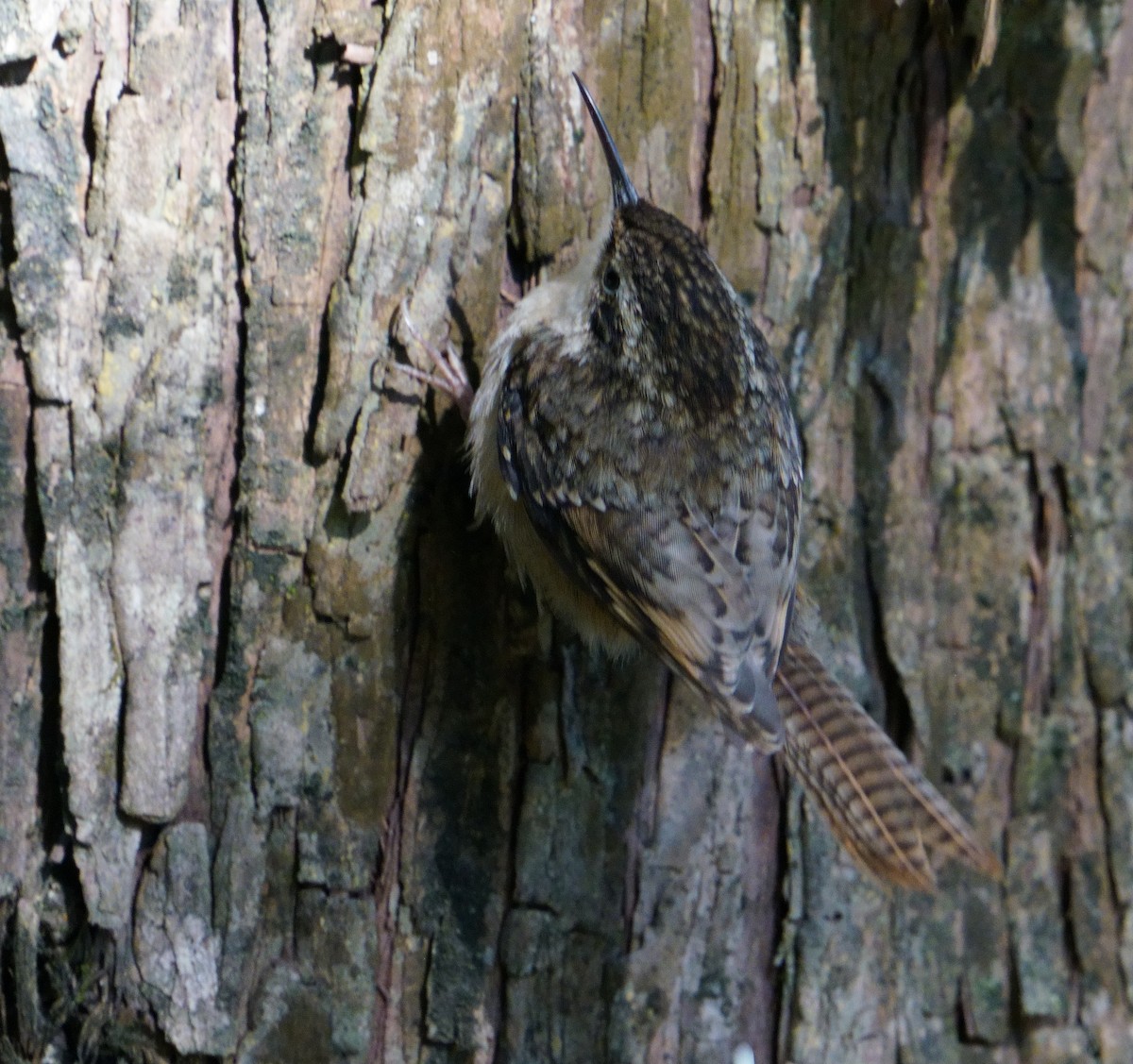 Bar-tailed Treecreeper - ML613337369