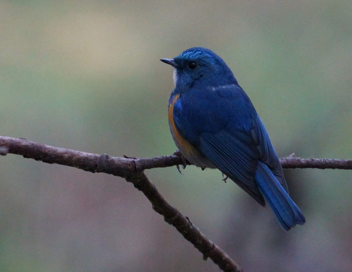 Himalayan Bluetail - ML613337376