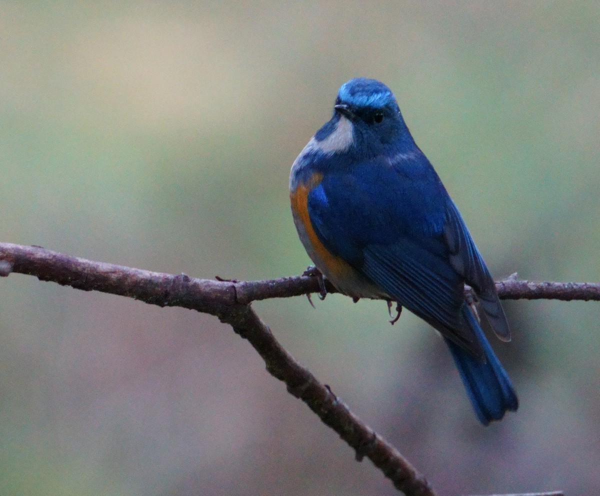 Himalayan Bluetail - ML613337380