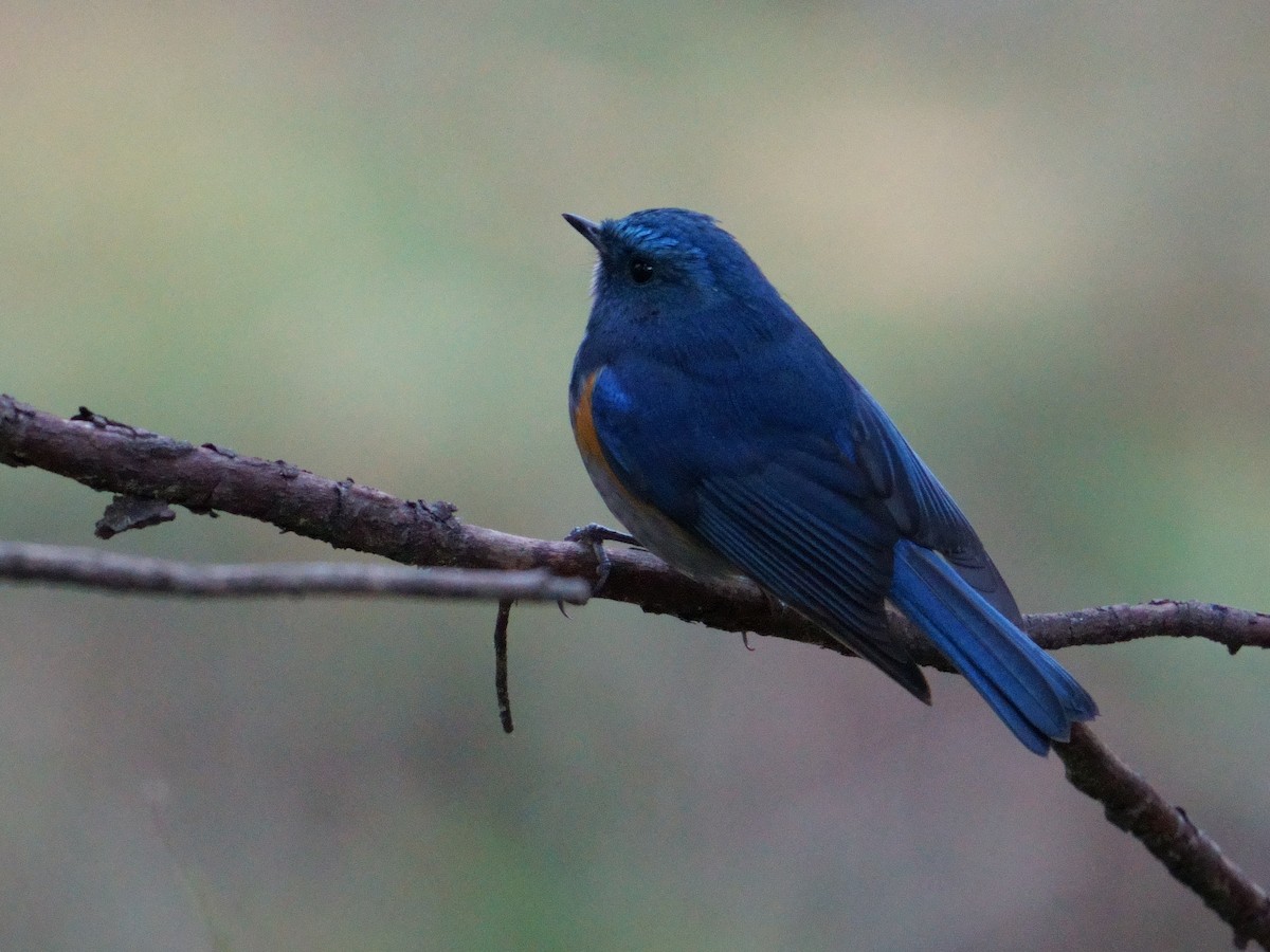 Himalayan Bluetail - Amit Bandekar