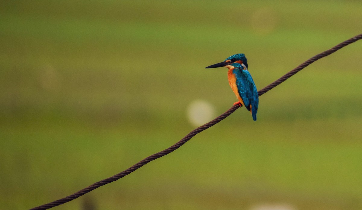 Common Kingfisher - ML613337403