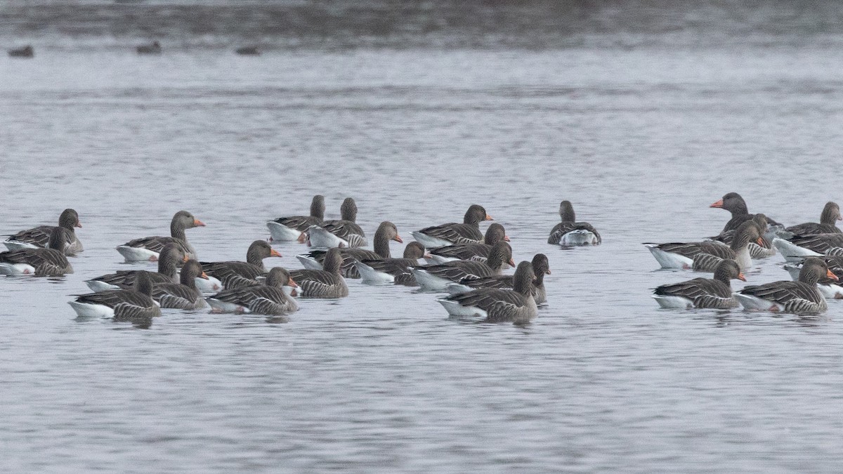 Greater White-fronted Goose (Eurasian) - Josh Jones