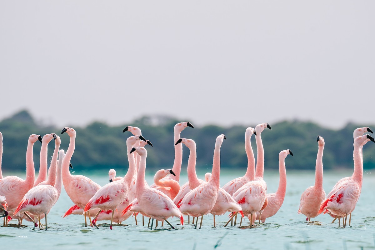 Şili Flamingosu - ML613337590