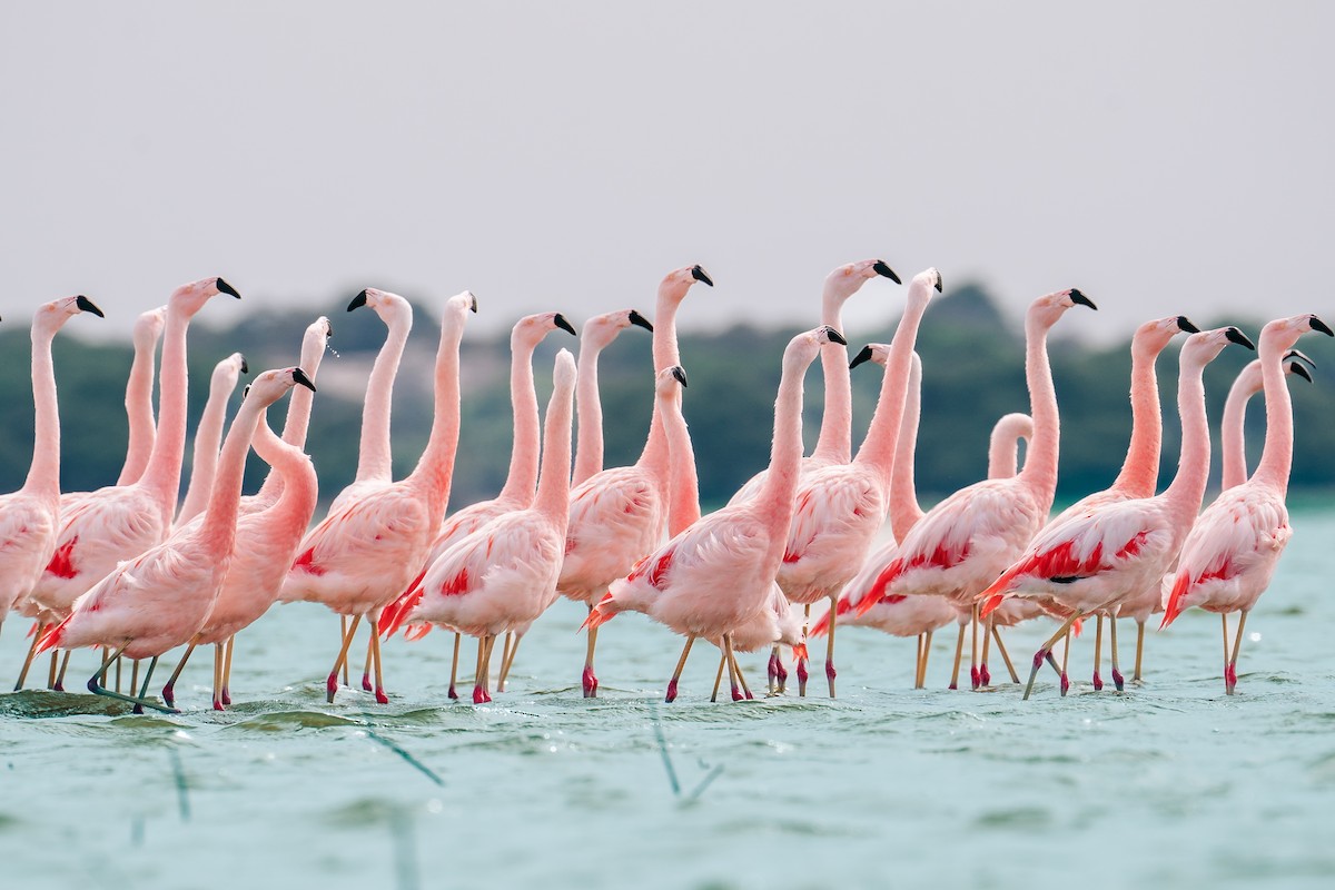 Şili Flamingosu - ML613337593