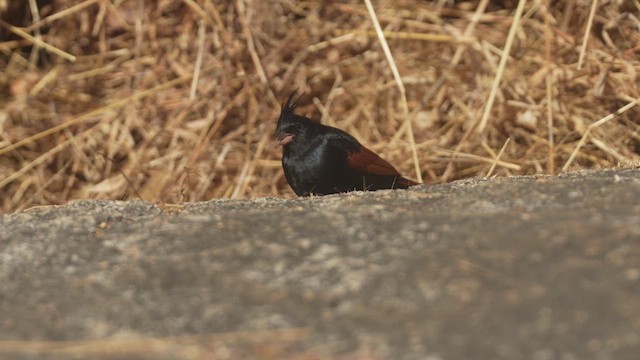 Crested Bunting - ML613337610