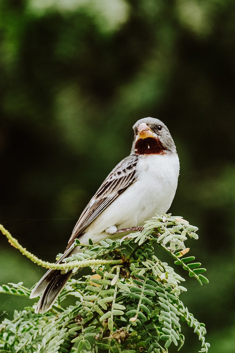 Chestnut-throated Seedeater - ML613337622