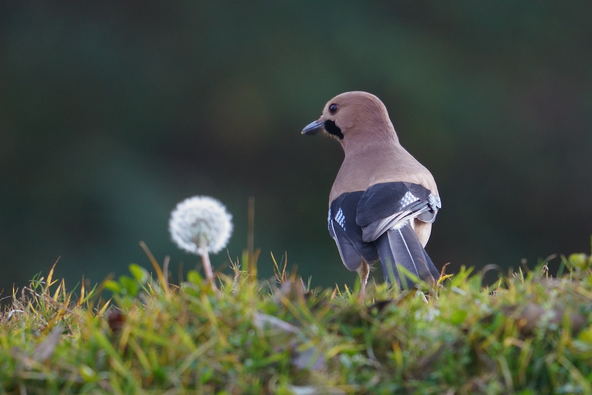 Eurasian Jay - ML613337627