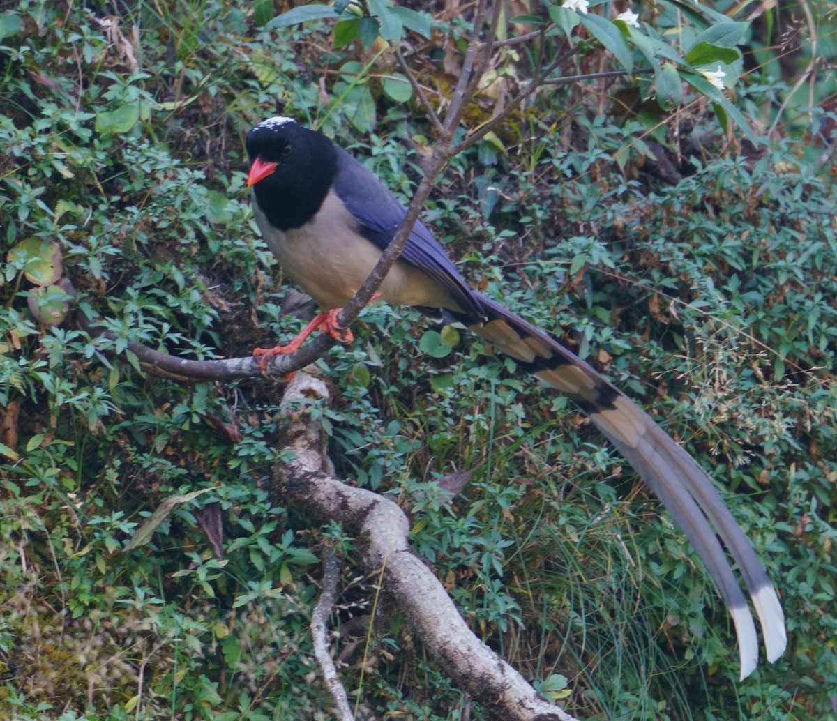 Red-billed Blue-Magpie - ML613337638