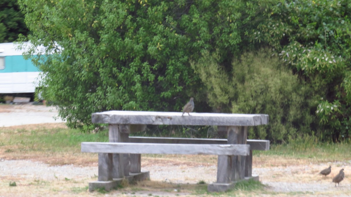 California Quail - ML613337726