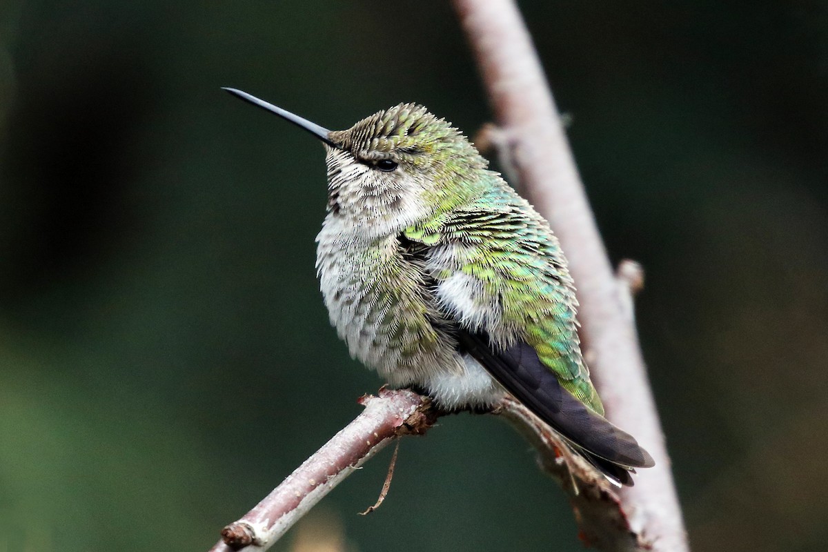 Anna's Hummingbird - ML613337773