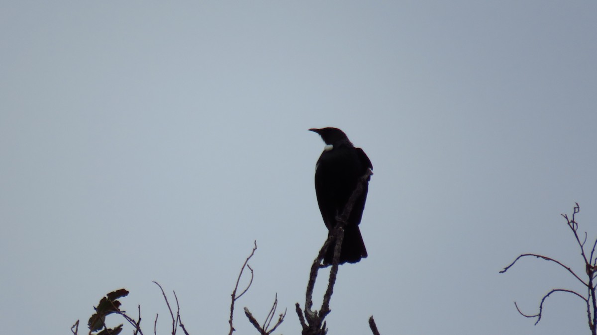 Tui - ML613337794