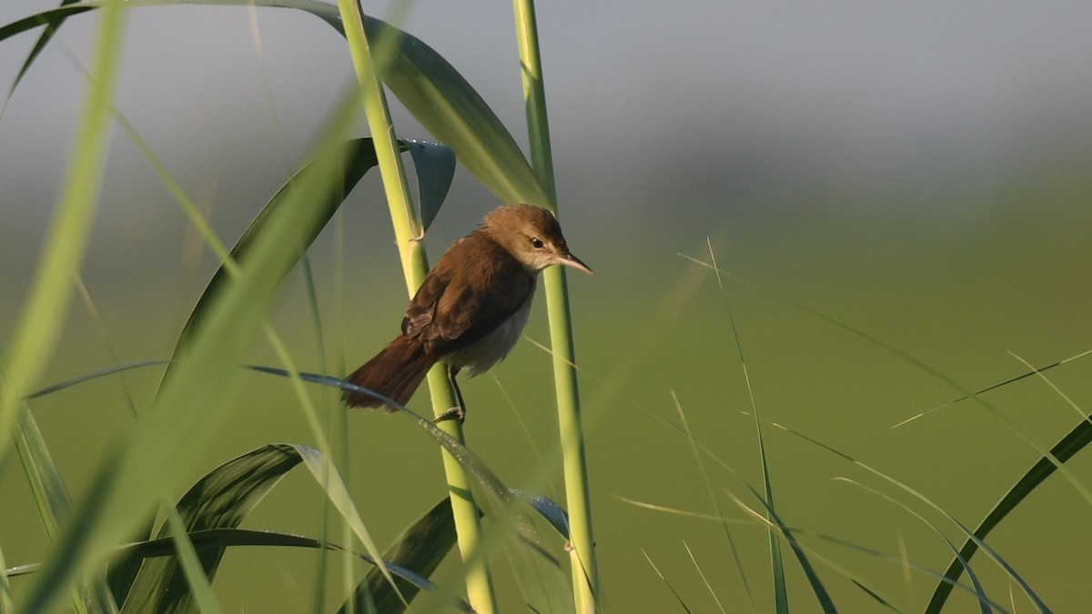 Clamorous Reed Warbler (Brown) - Vlad Sladariu