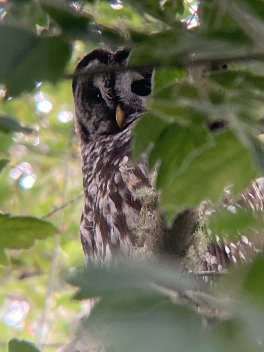 Barred Owl - Brian Browne