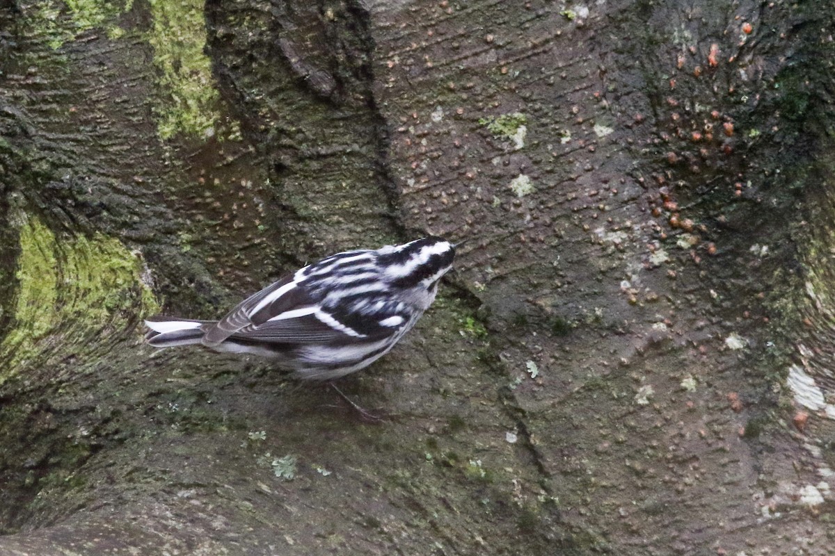 Black-and-white Warbler - ML613337956