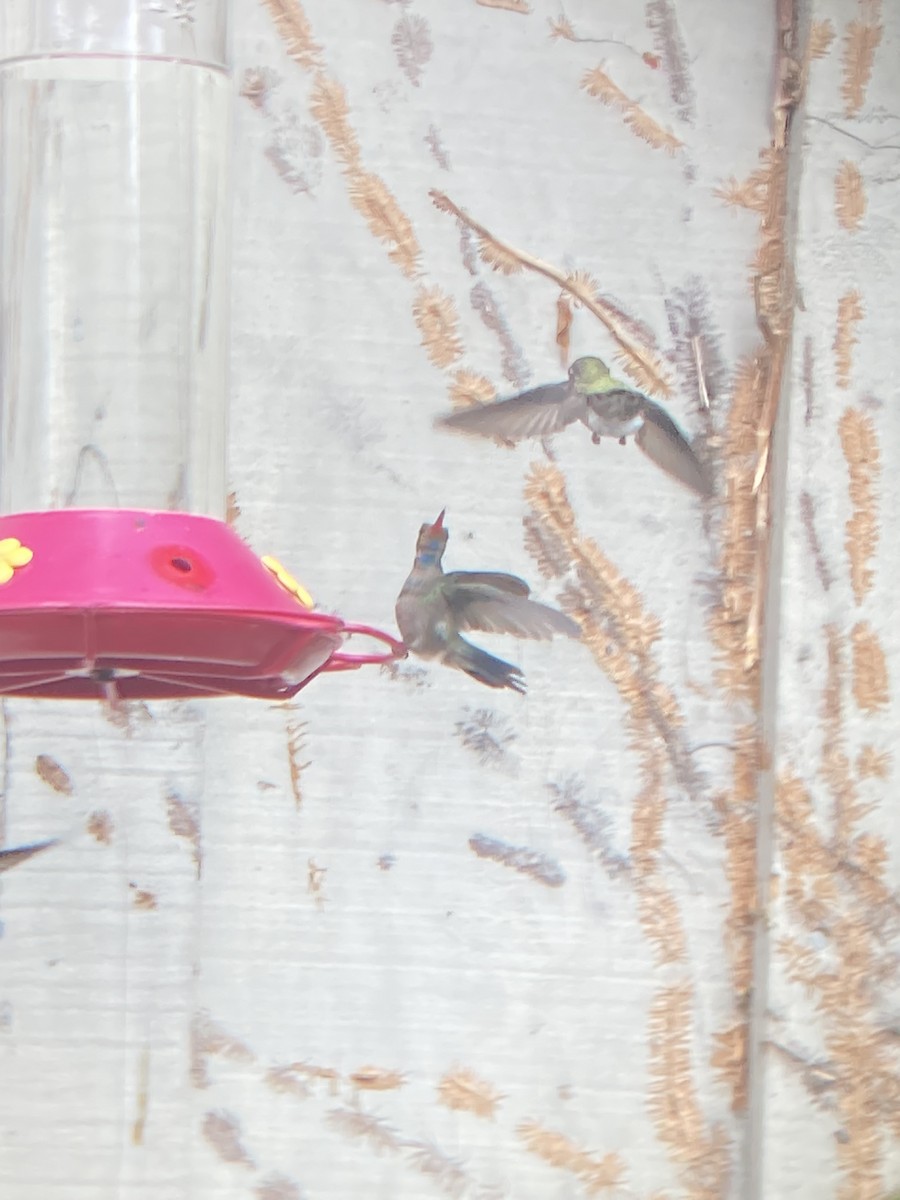 Broad-billed Hummingbird - Brian Browne
