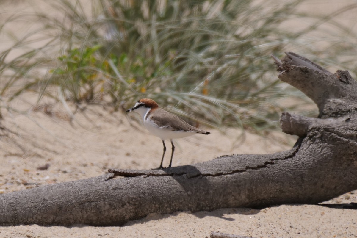 Red-capped Plover - ML613337981