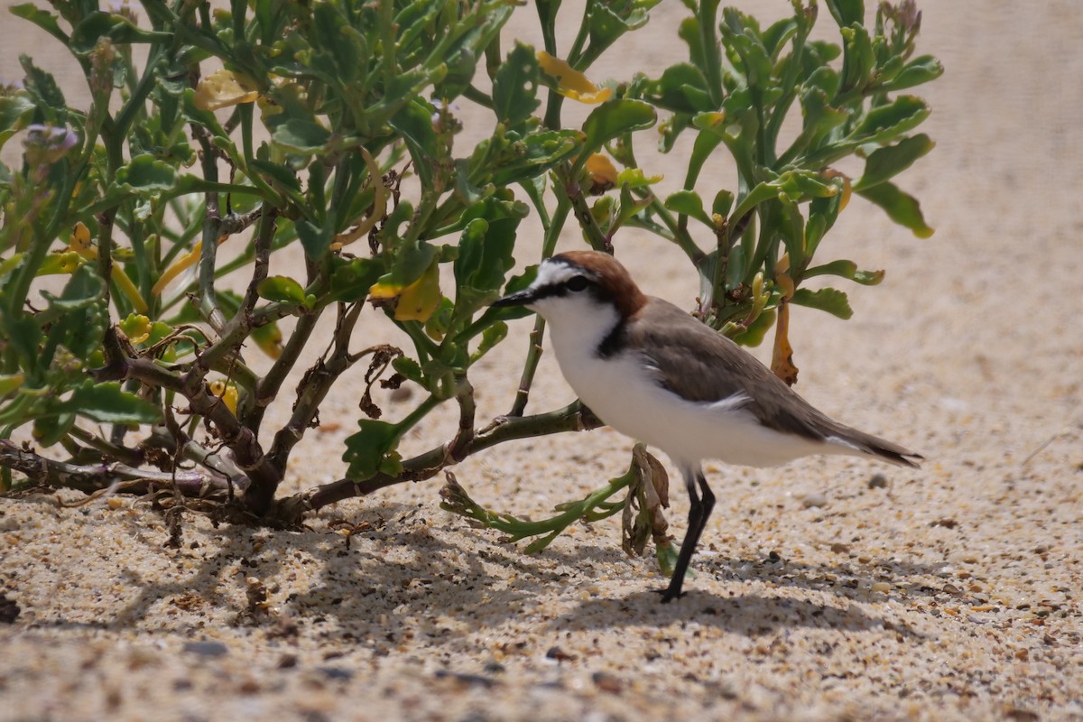Red-capped Plover - ML613337982