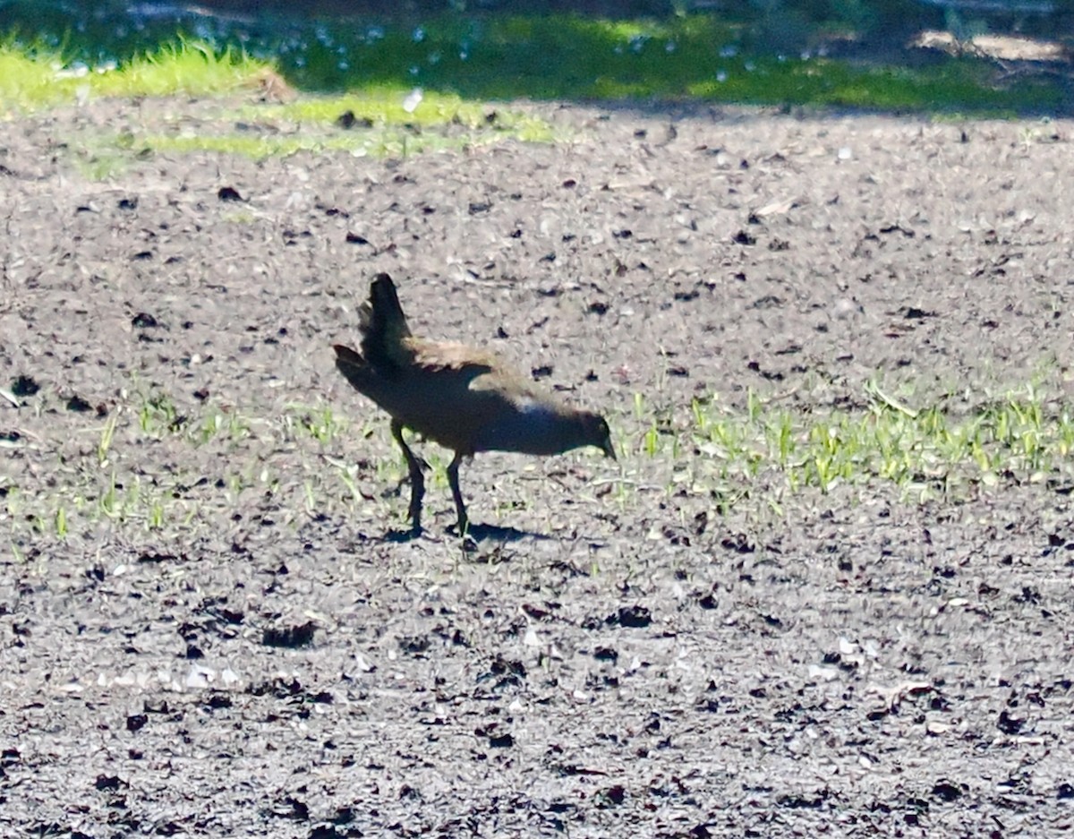 Black-tailed Nativehen - Ken Glasson